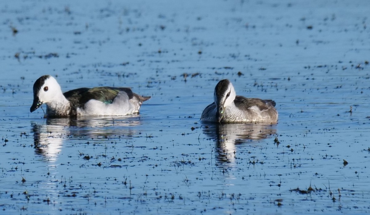 Cotton Pygmy-Goose - ML639540553