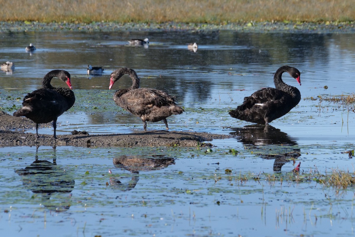 Black Swan - ML639540564
