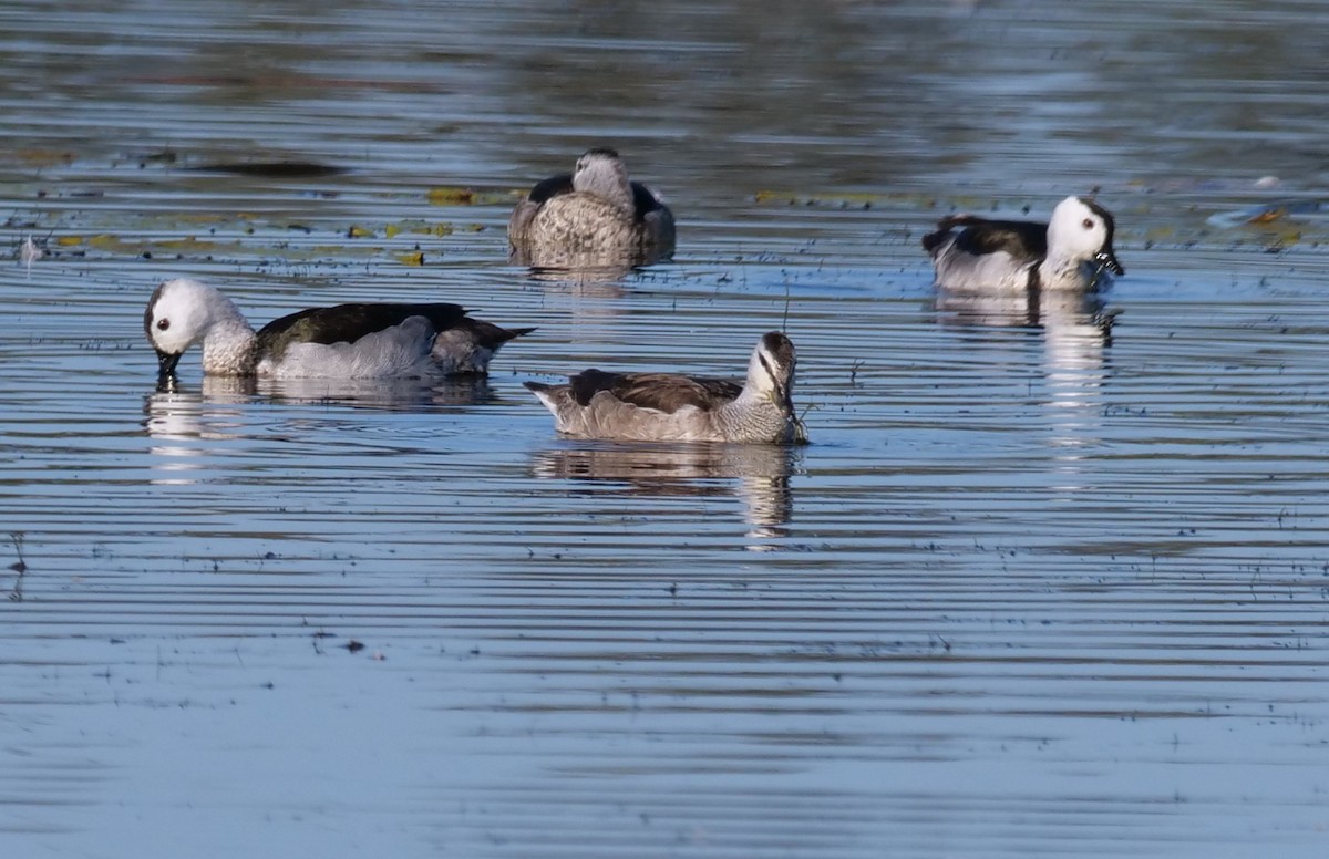 Cotton Pygmy-Goose - ML639540570