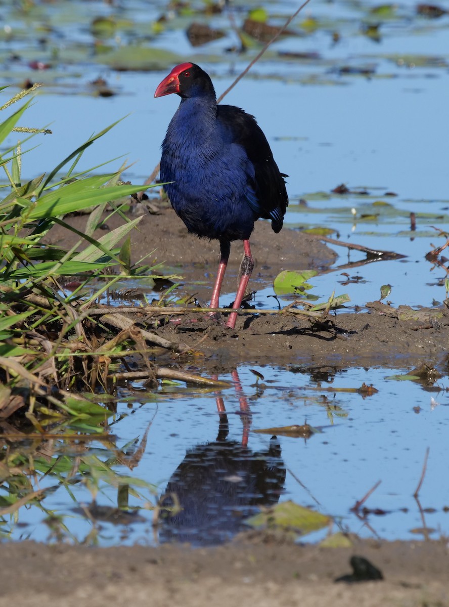 Australasian Swamphen - ML639540617