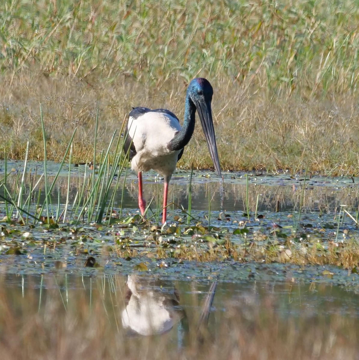 Black-necked Stork - ML639540662