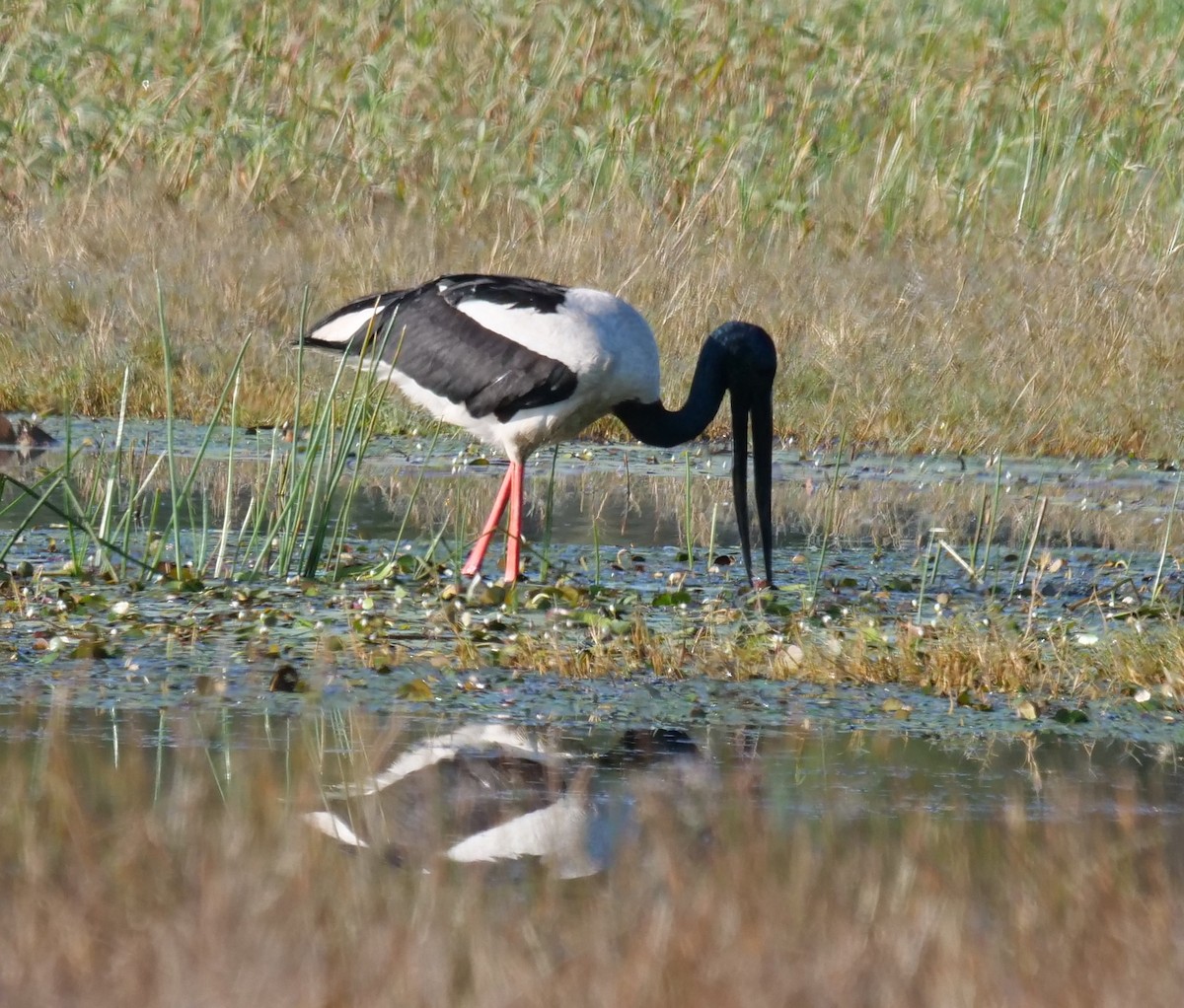 Black-necked Stork - ML639540666