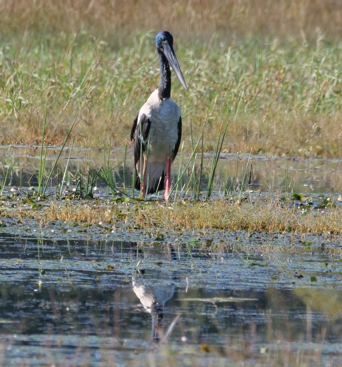 Black-necked Stork - ML639540671