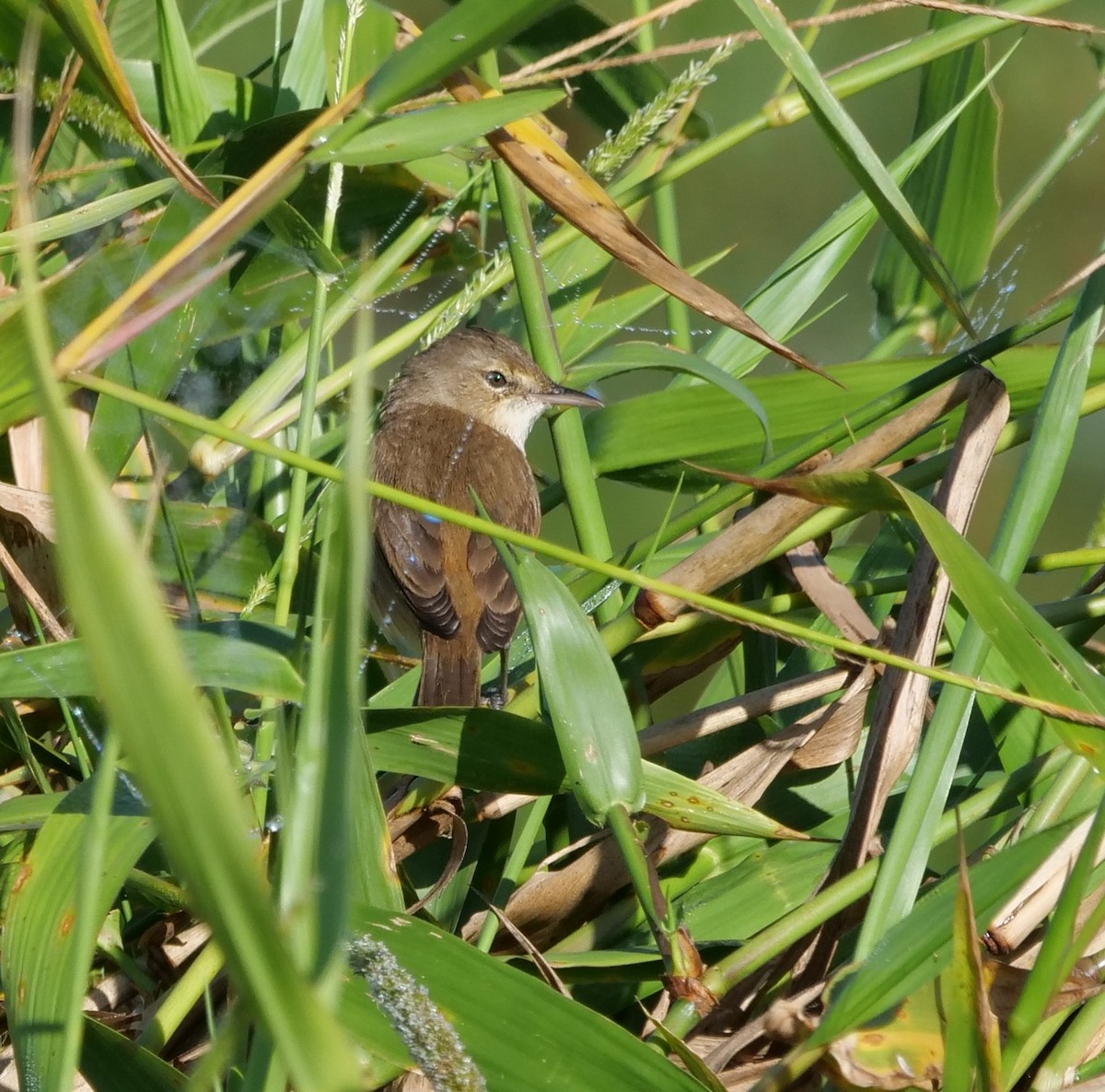 Australian Reed Warbler - ML639540686