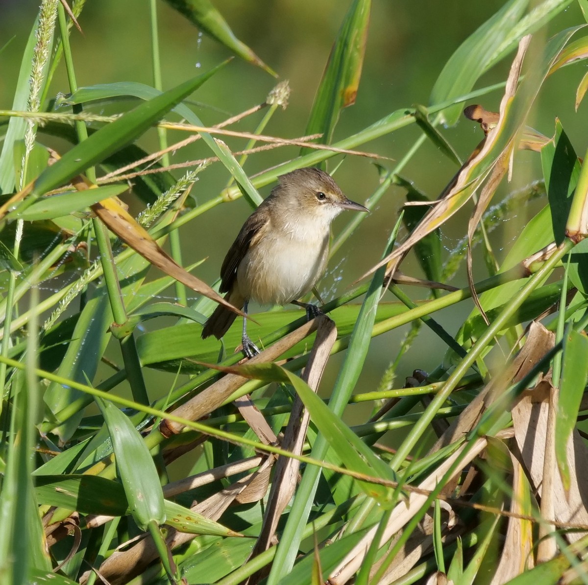 Australian Reed Warbler - ML639540694