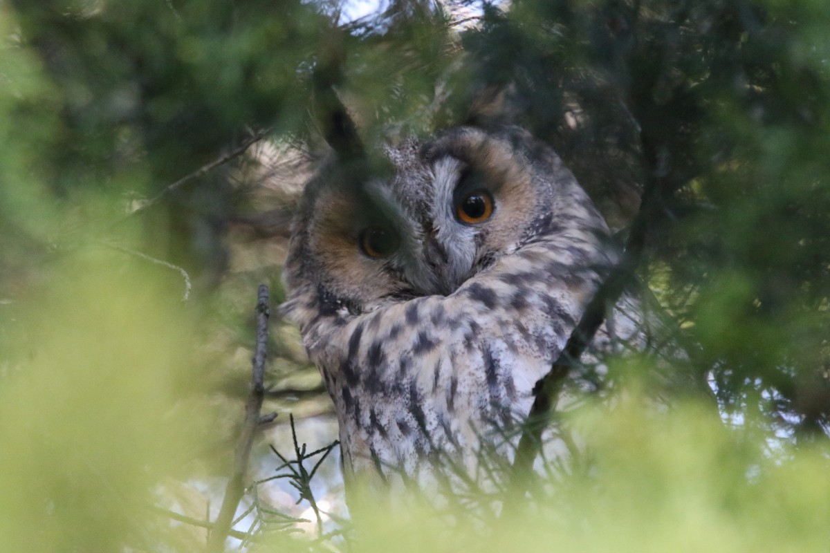 kalous ušatý - ML639540700