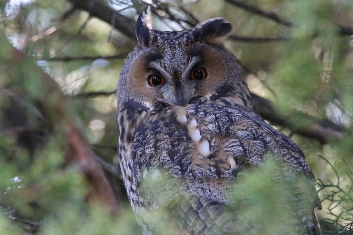 kalous ušatý - ML639540701