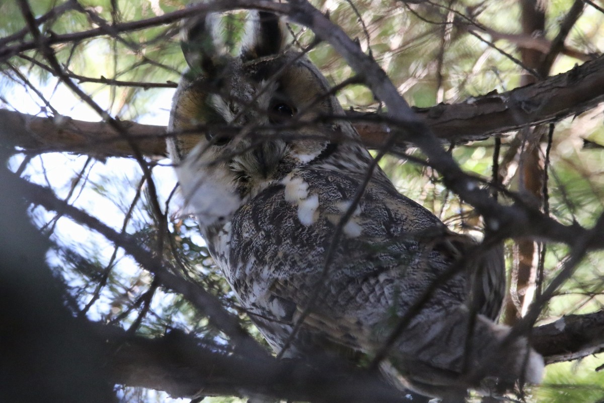 kalous ušatý - ML639540702