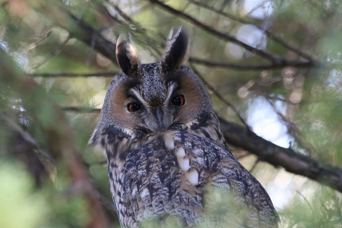 kalous ušatý - ML639540703