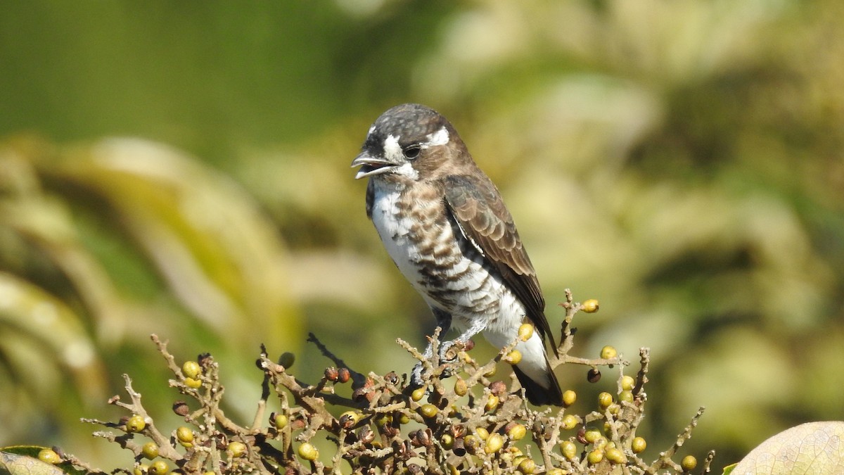 White-browed Purpletuft - ML639540712