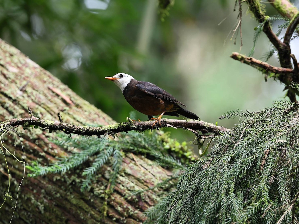Taiwan Thrush - ML639540726