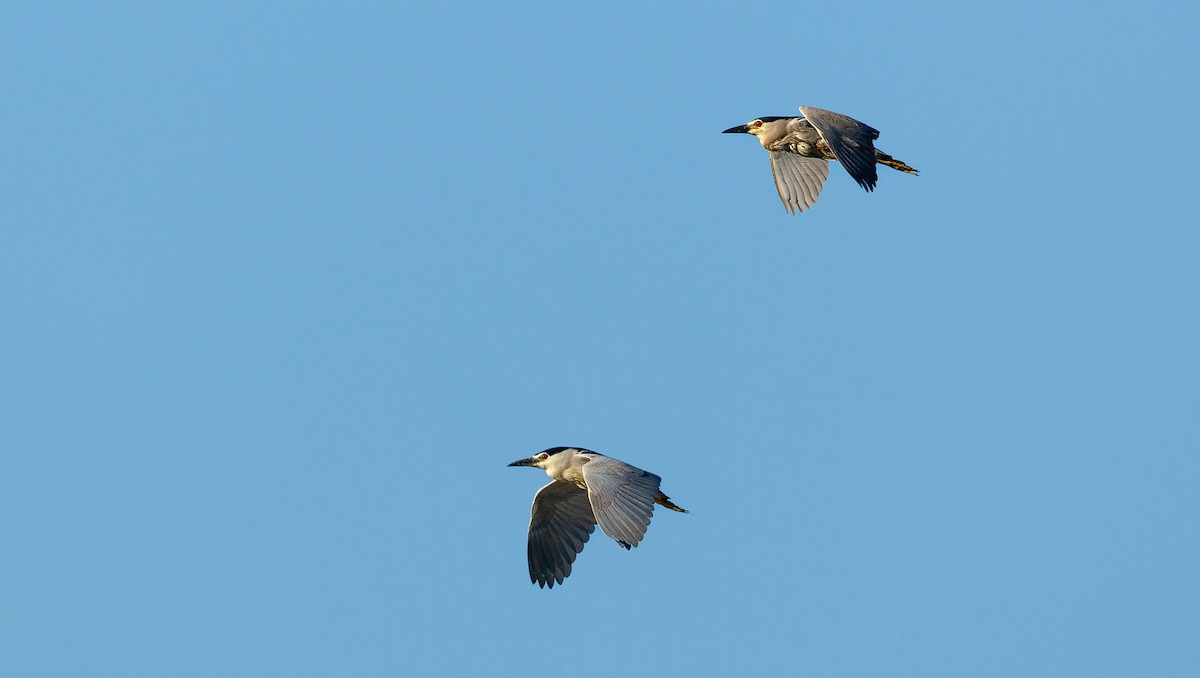 Black-crowned Night Heron (Eurasian) - ML639540727