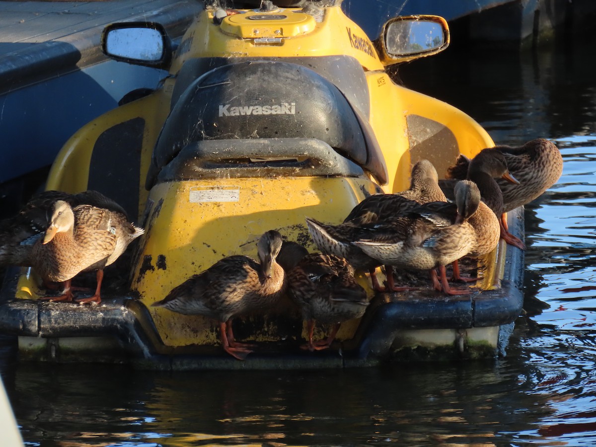 Mallard - ML639540728