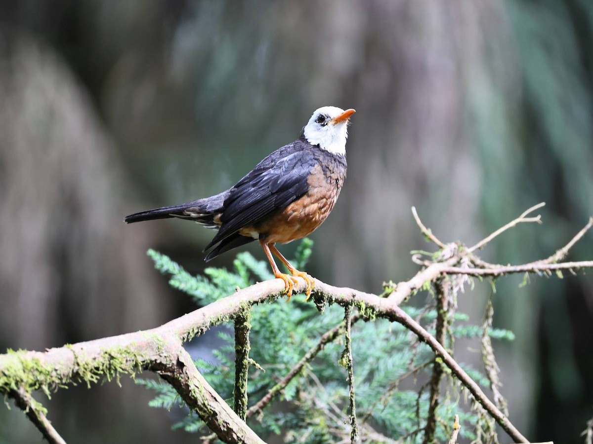 Taiwan Thrush - ML639540730