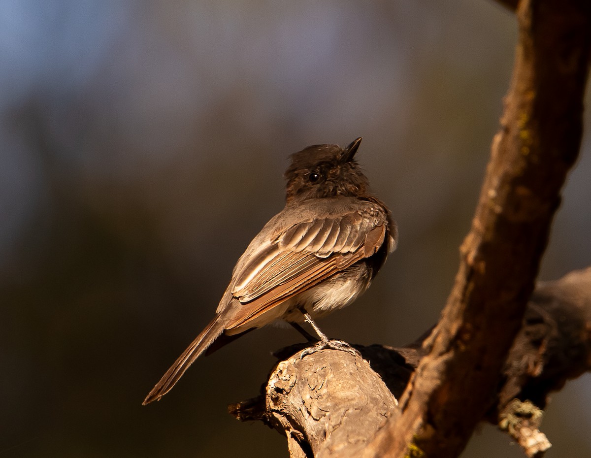 Black Phoebe - ML639540731