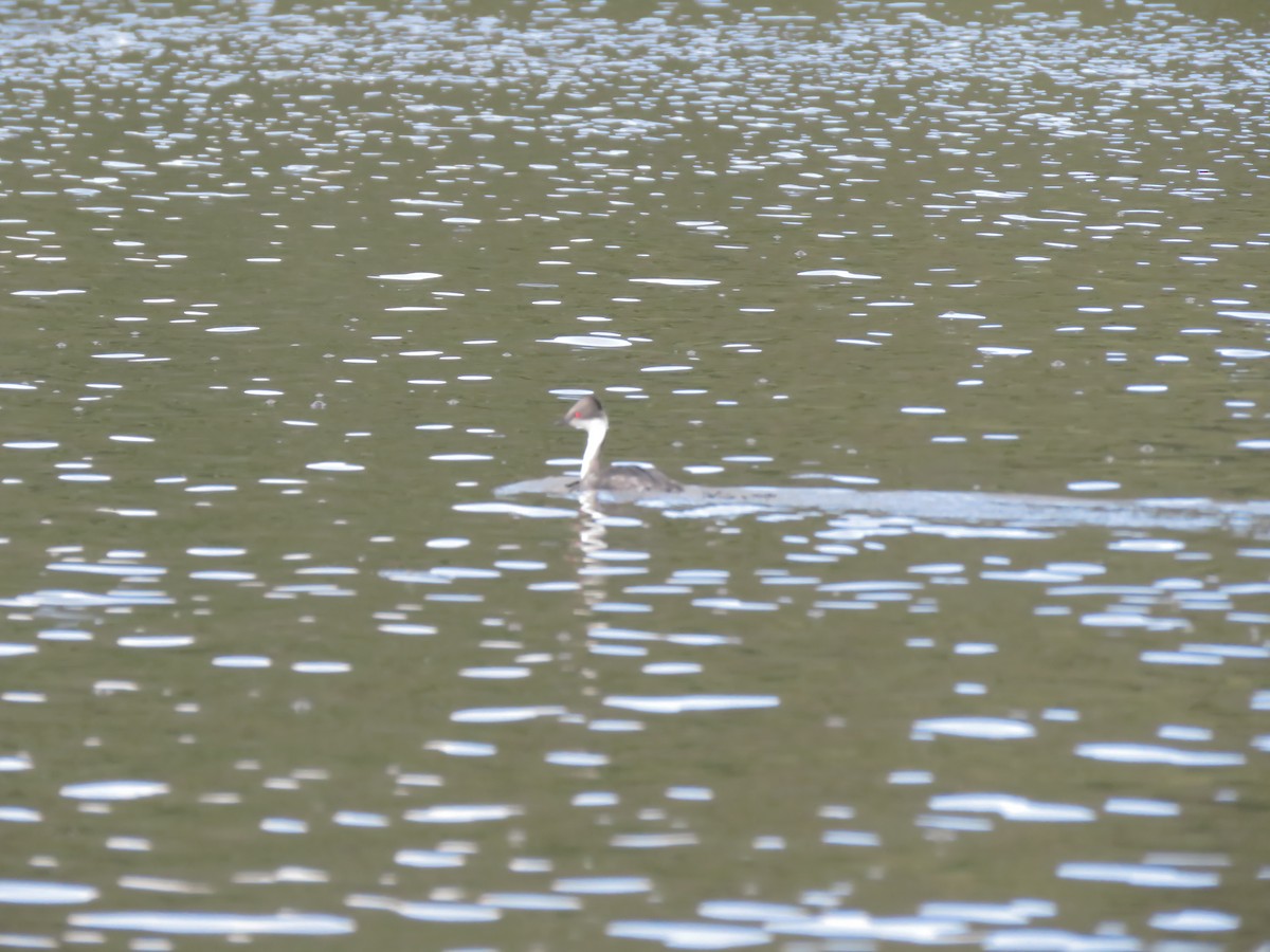 Silvery Grebe - ML639540733