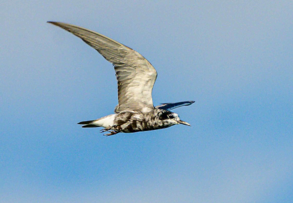 Black Tern - ML639540734
