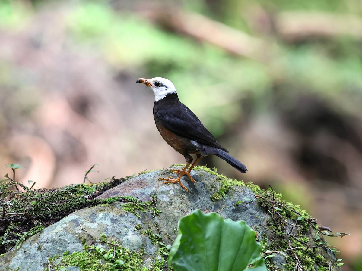Taiwan Thrush - ML639540735