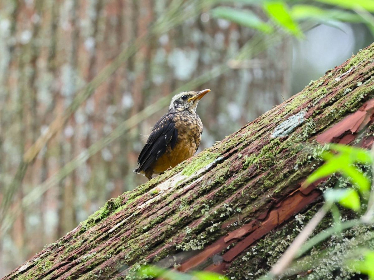 Taiwan Thrush - ML639540736