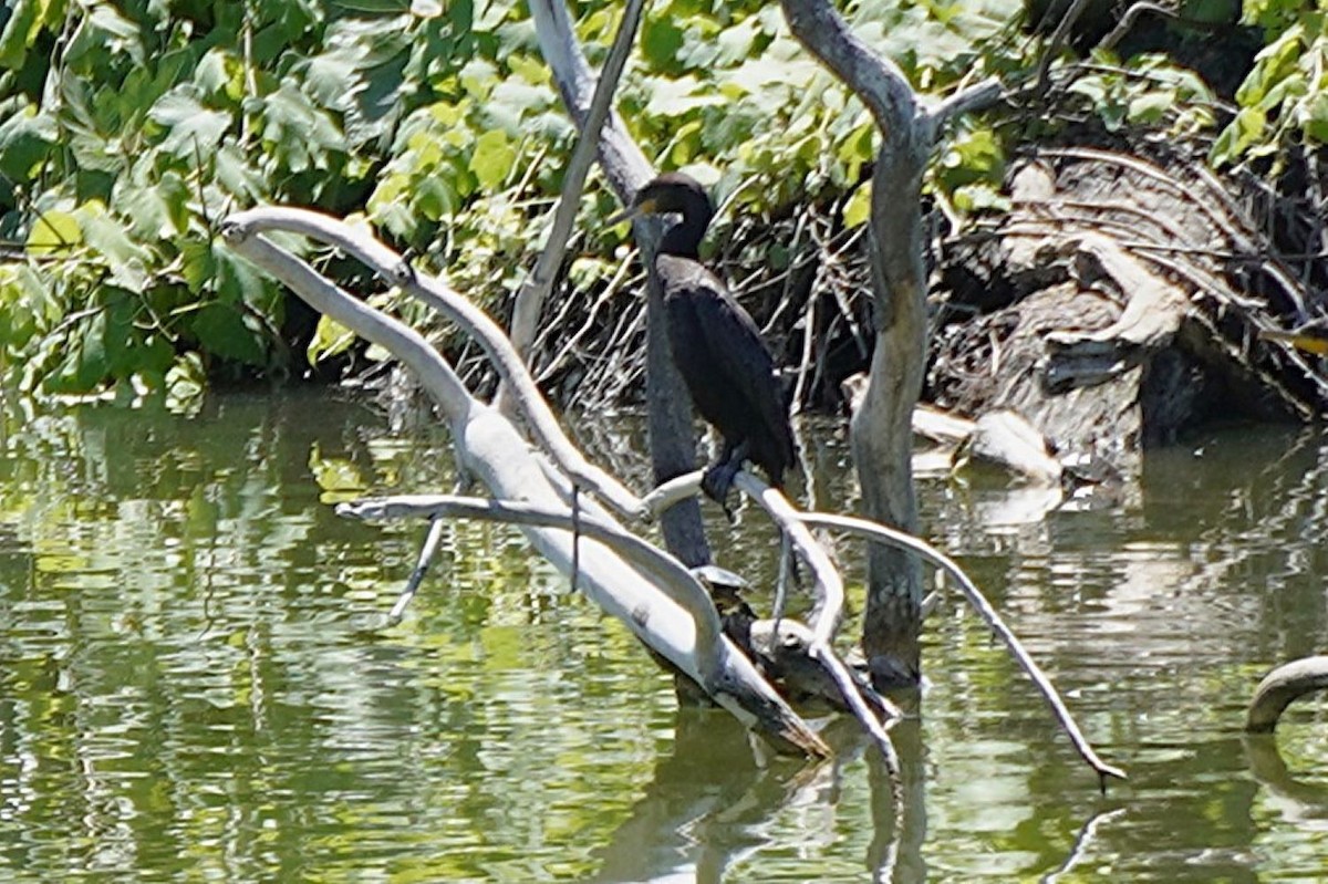 Neotropic Cormorant - ML639540737