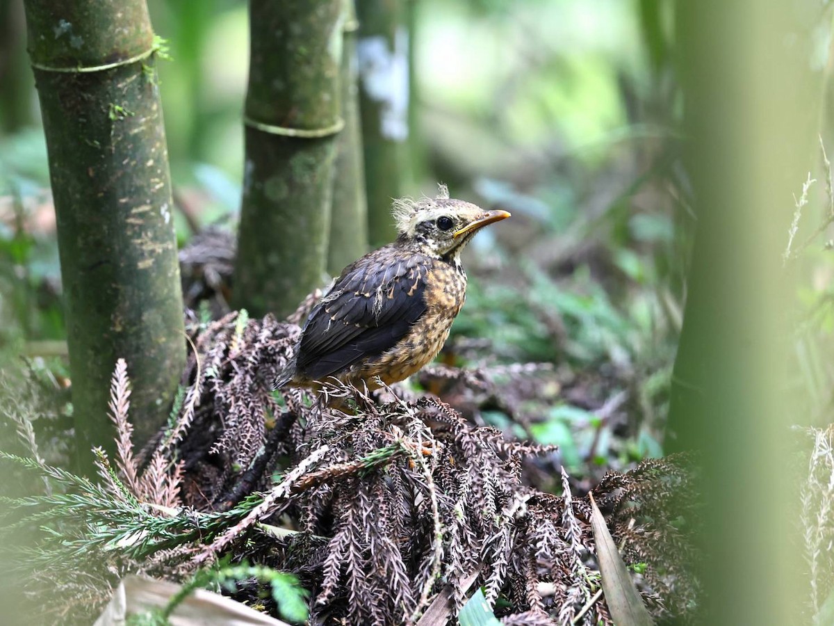 Taiwan Thrush - ML639540738