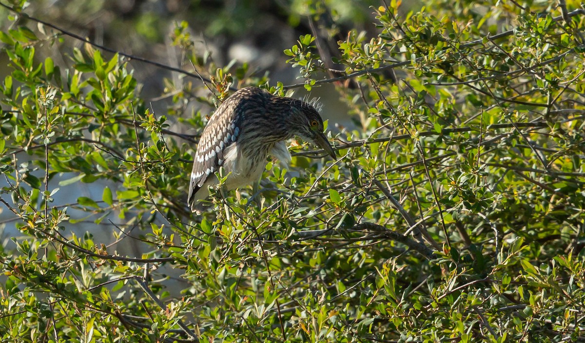 Black-crowned Night Heron (Eurasian) - ML639540739