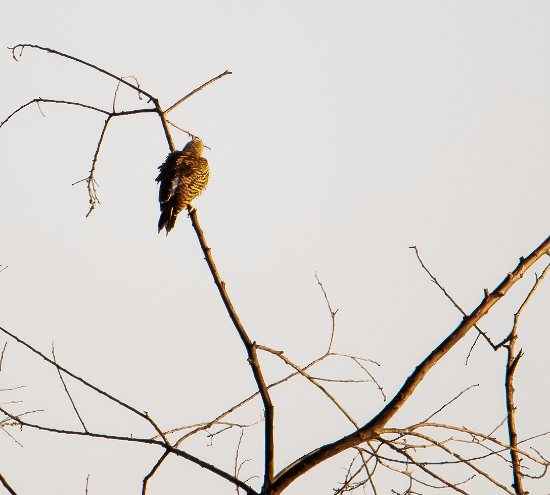 Northern Flicker - ML639540741