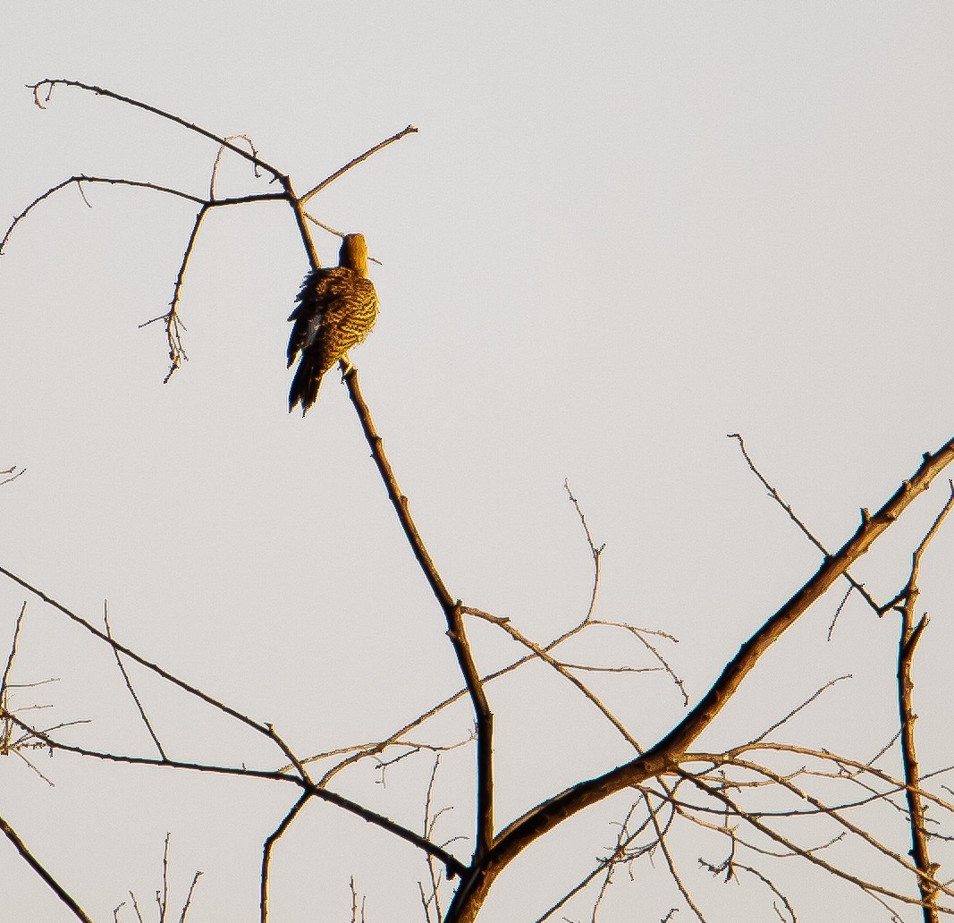 Northern Flicker - ML639540742