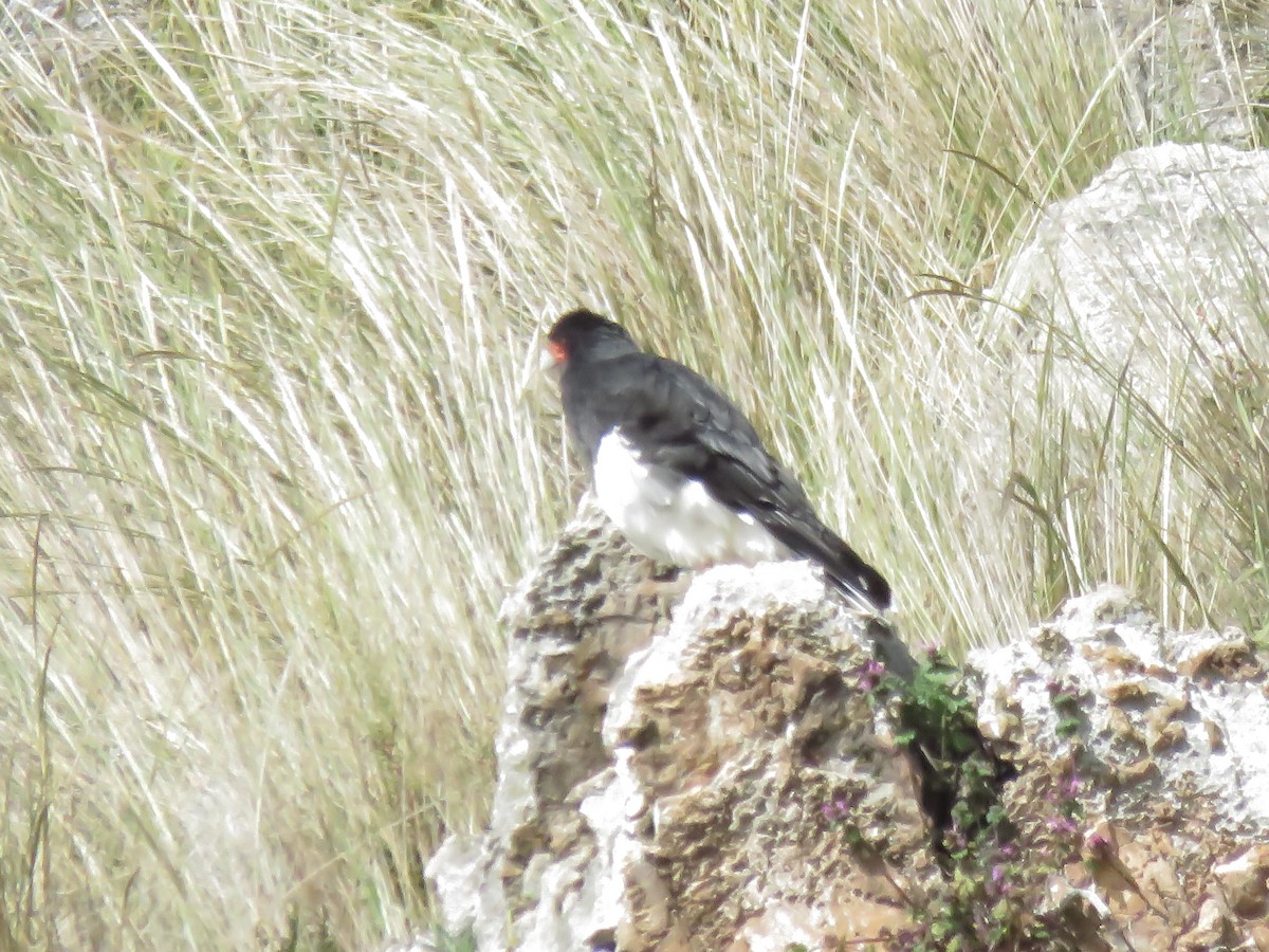 Mountain Caracara - ML639540743
