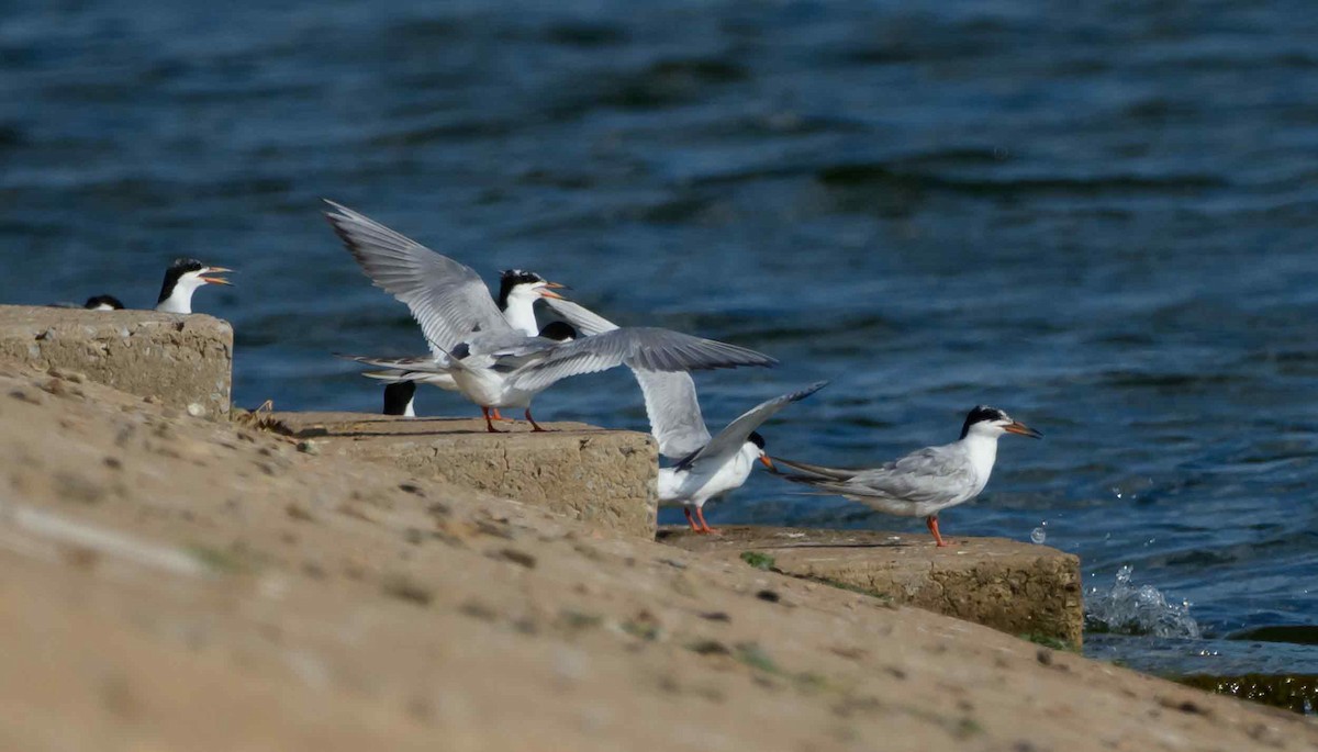 Forster's Tern - ML639540744