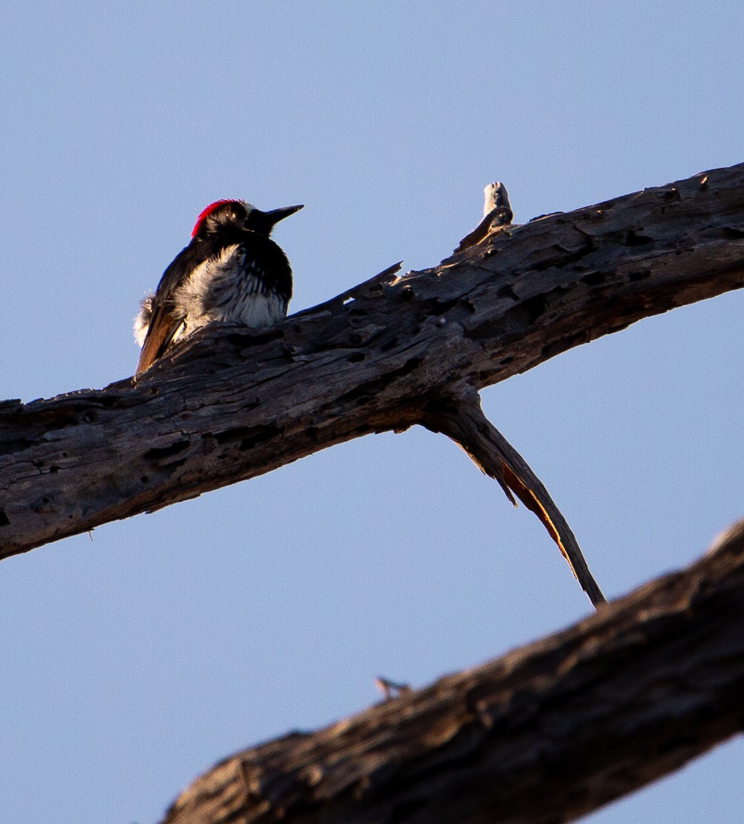 Acorn Woodpecker - ML639540746
