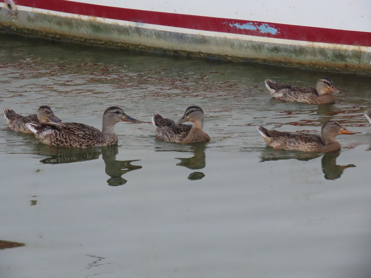 Mallard - ML639540747