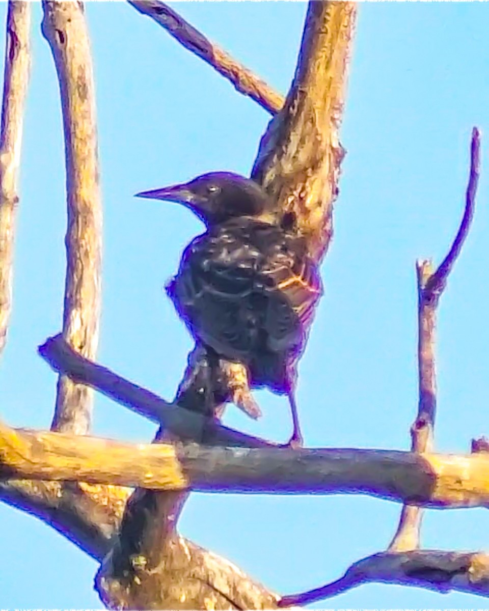 Red-winged Blackbird (Red-winged) - ML639540748