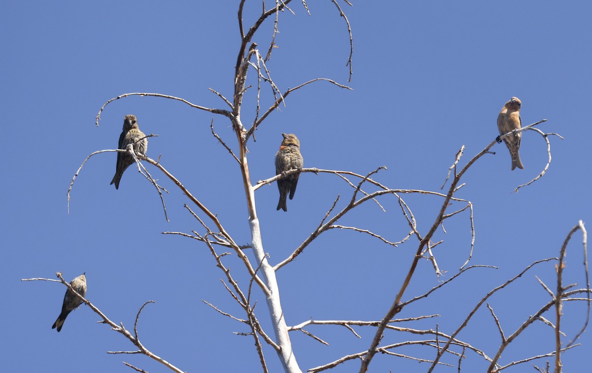 Red Crossbill - ML639540749
