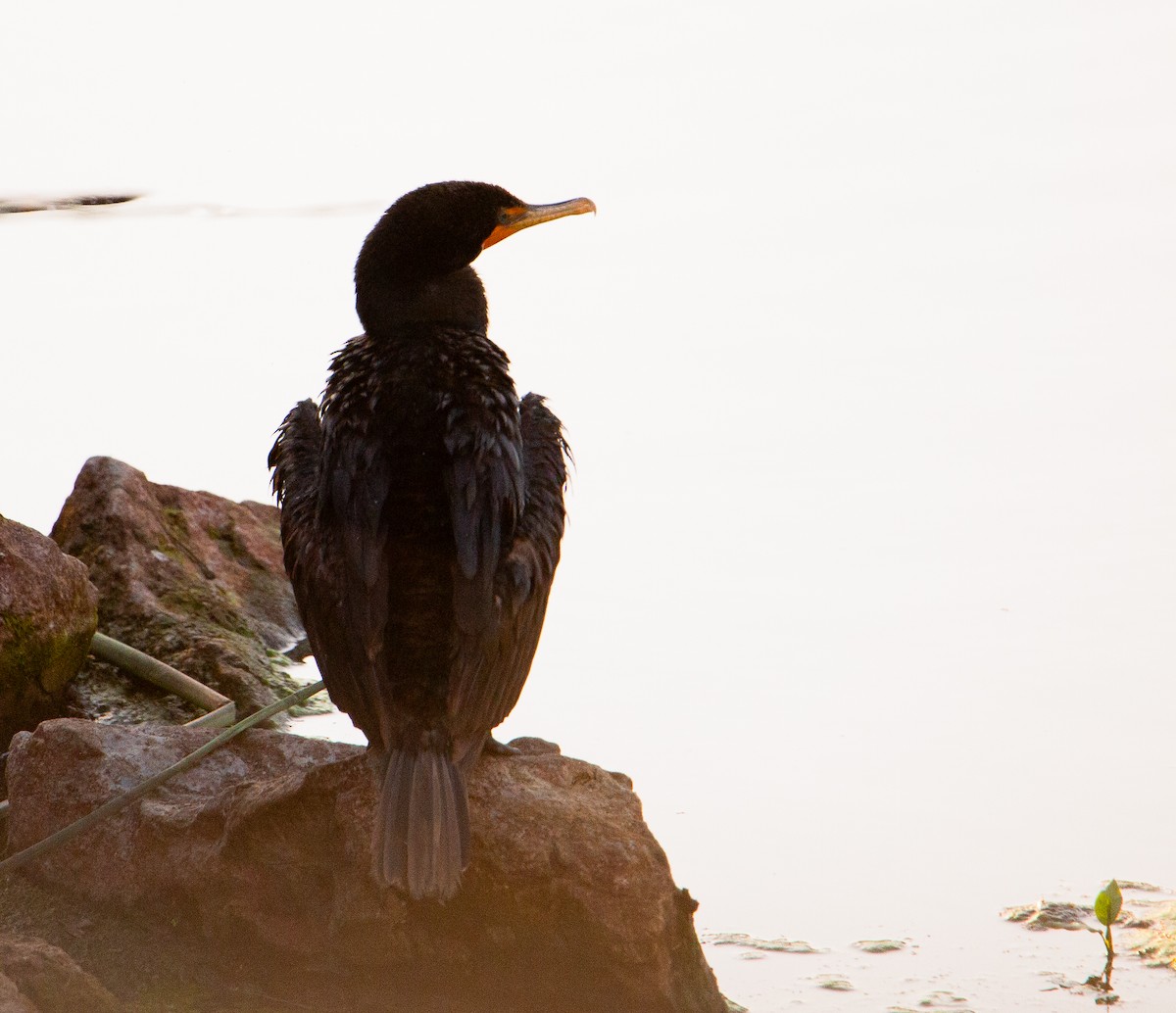 Double-crested Cormorant - ML639540750