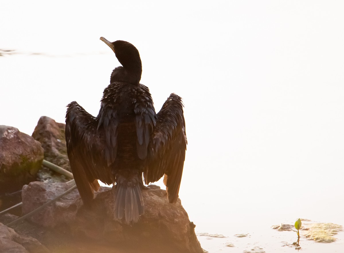 Double-crested Cormorant - ML639540753