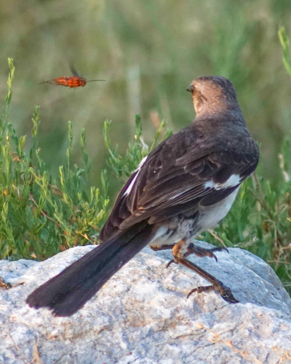 Northern Mockingbird - ML639540754