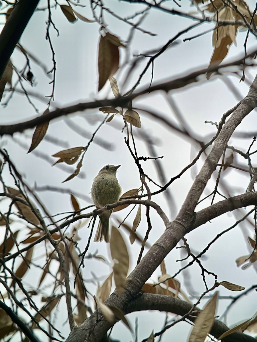 Hutton's Vireo - ML639540757