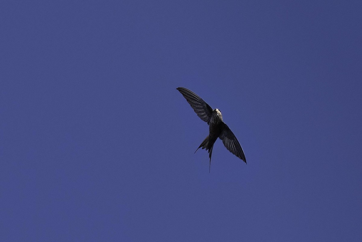 Malagasy Palm Swift - ML639540758