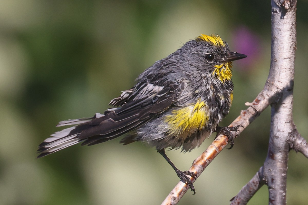 Yellow-rumped Warbler - ML639540870
