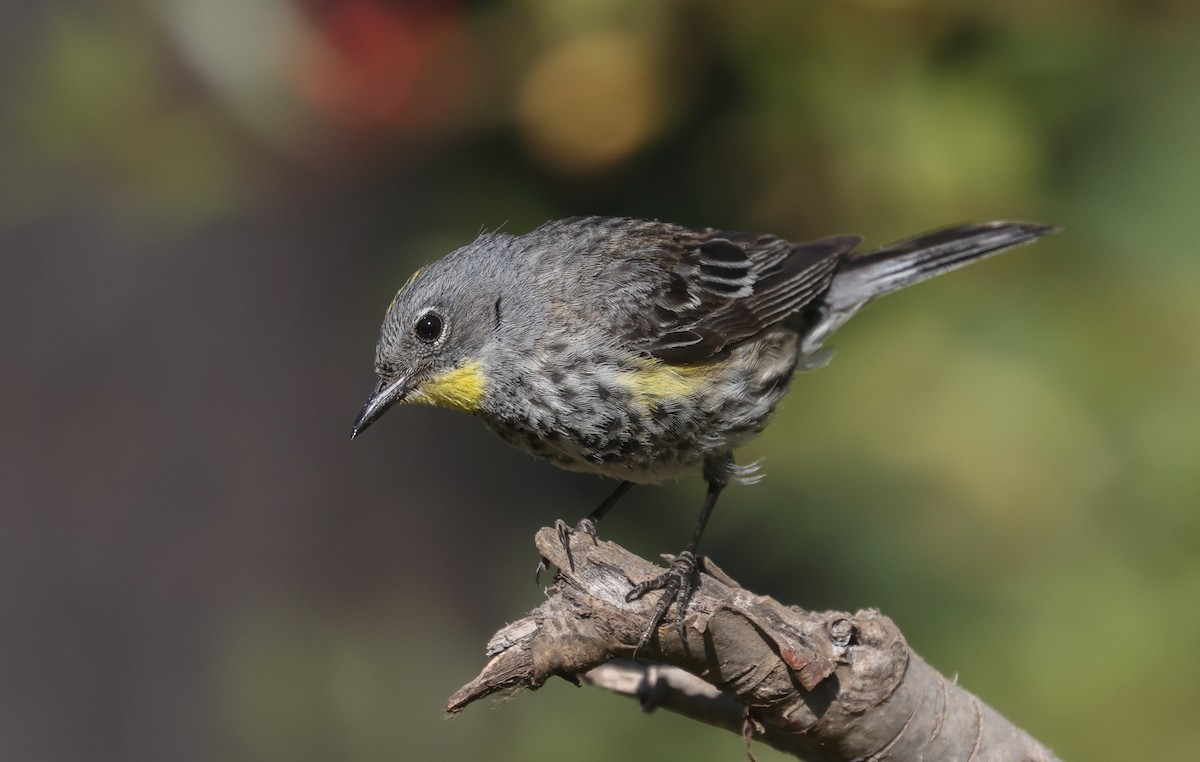 Yellow-rumped Warbler - ML639540871