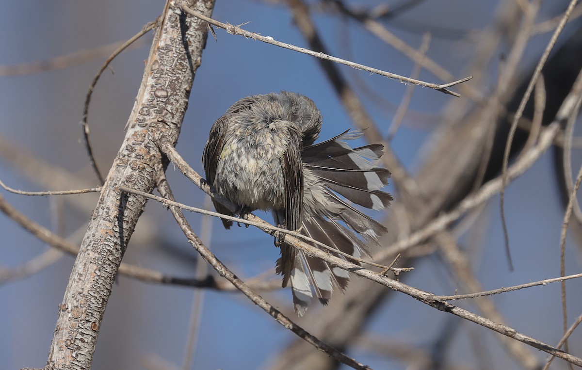 Yellow-rumped Warbler - ML639540872