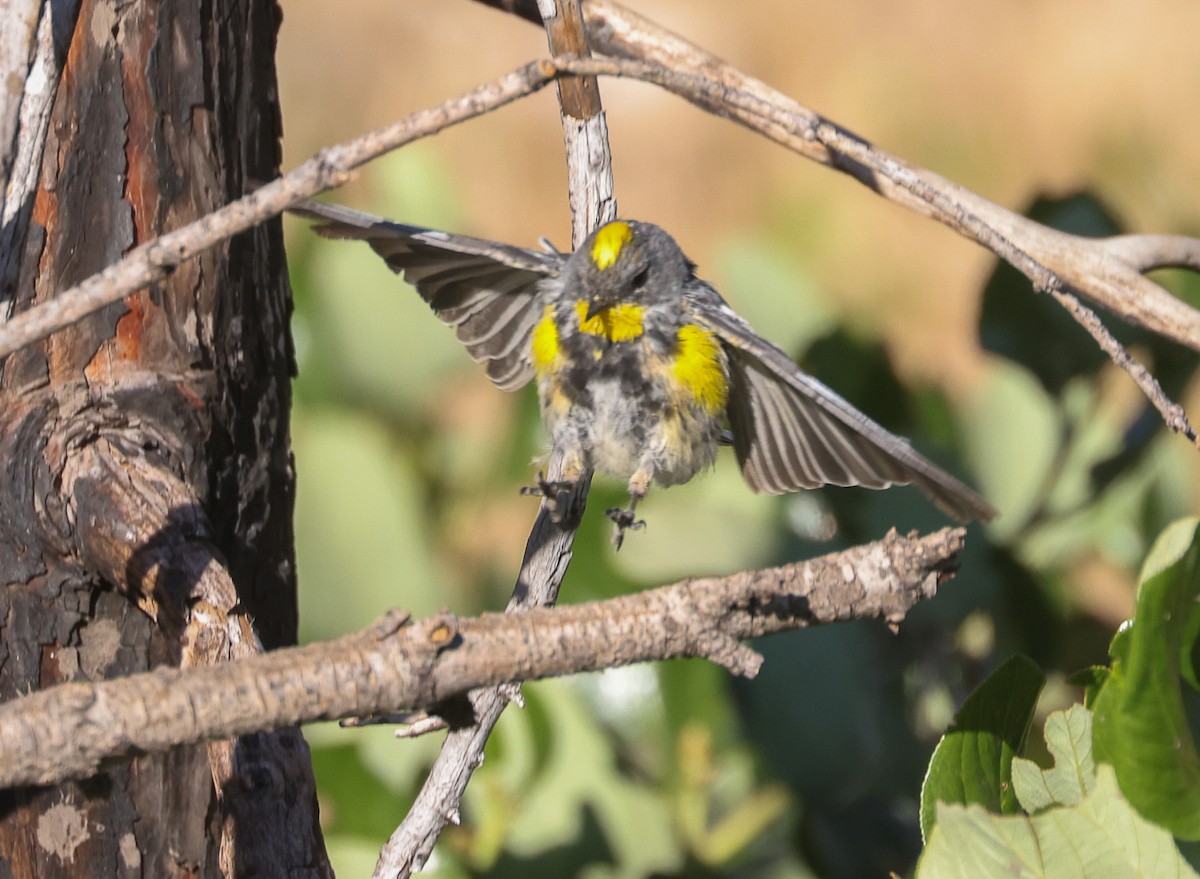 Yellow-rumped Warbler - ML639540873