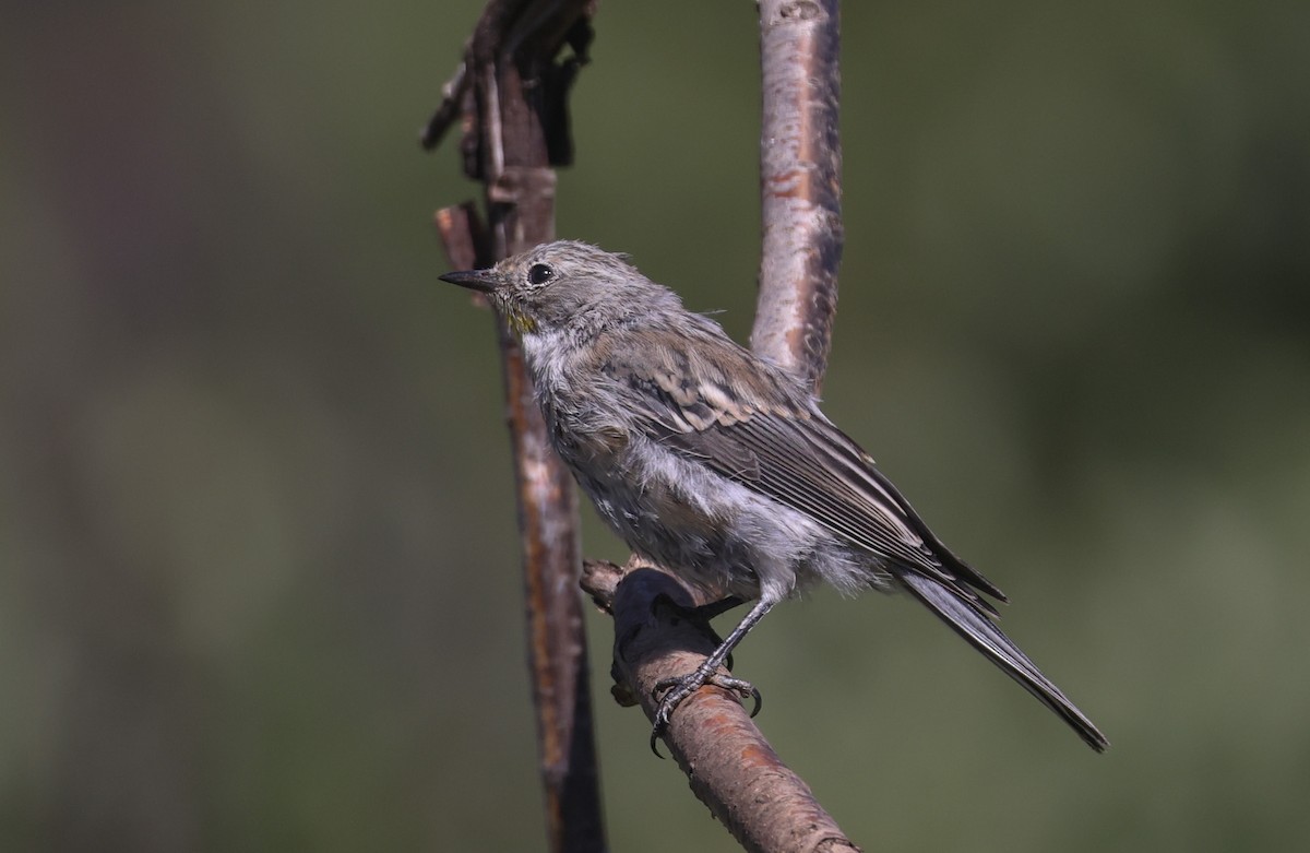Yellow-rumped Warbler - ML639540874