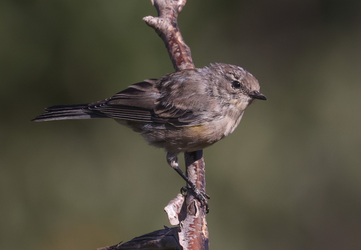 Yellow-rumped Warbler - ML639540876