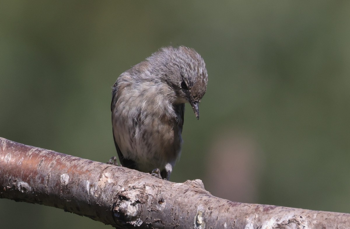 Yellow-rumped Warbler - ML639540877