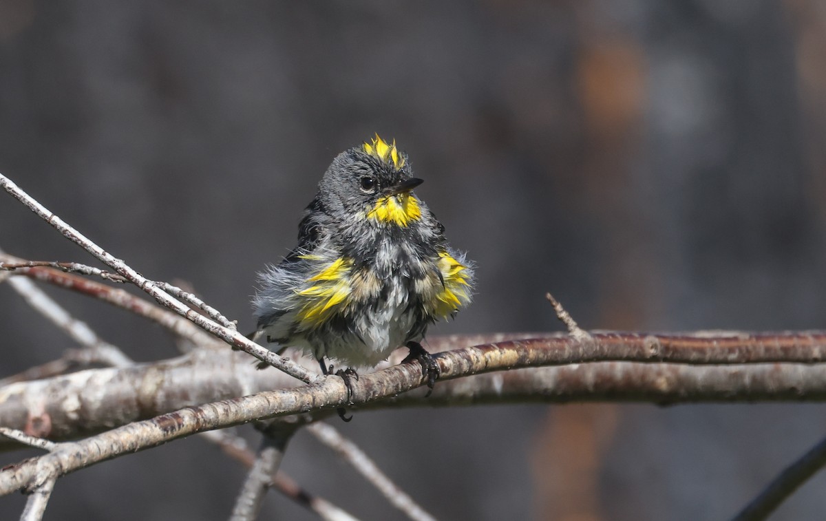 Yellow-rumped Warbler - ML639540878