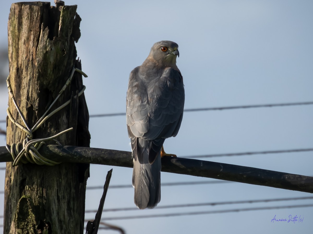 Shikra - ML639541095