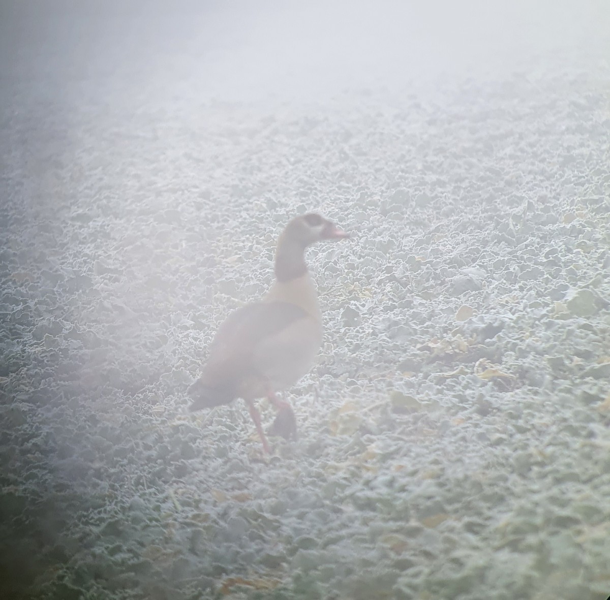 husice nilská - ML639541136