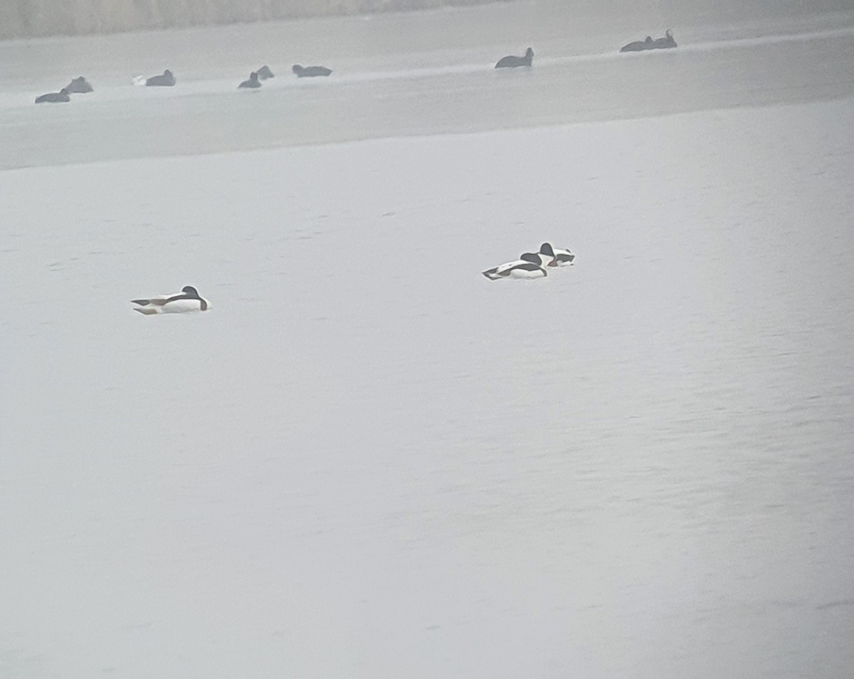 husice liščí - ML639541143